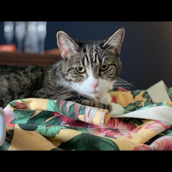 Meet your Posher, Ratna - Picture 1 of 1